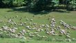 sheep herd on green meadow