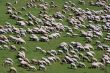 sheep herd on green meadow