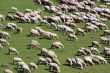 sheep herd on green meadow