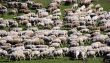 sheep herd on green meadow