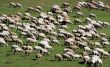 sheep herd on green meadow