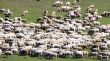 sheep herd on green meadow