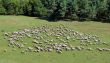 sheep herd on green meadow