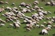 sheep herd on green meadow