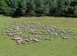 sheep herd on green meadow