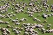 sheep herd on green meadow