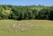 sheep herd on green meadow