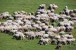 sheep herd on green meadow