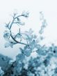 Swirling flower