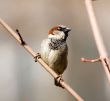 Sparrow on a branch