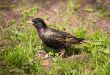 Starling