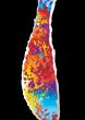 rainbow rip black
