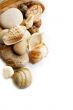 Sea shells