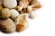 Sea shells collection