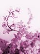 Swirling flower