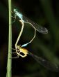Two dragonflies on a stalk