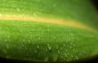 Dew drops on green sheet