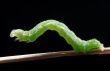 Green caterpillar