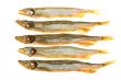 Capelin