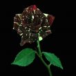 Flower of a rose
