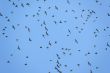 waxwings in sky