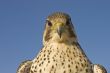 closeup of falcon