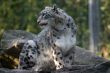 Snow leopard on rocks