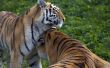 Two tigers playing in aggressive manner