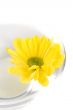 yellow flower