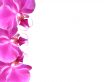 Flowers frame