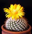 the flower of kaktus