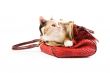 Cute kitten in a red bag