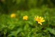Three Flowers