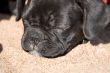 French bulldog puppy