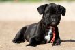 French bulldog puppy