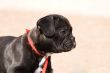 French bulldog puppy