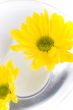 yellow flowers
