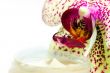 cream with orchids