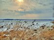 Bulrushes on lake