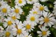 chrysanthemum