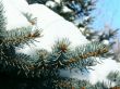 the fluffy branches of blue fir-tree