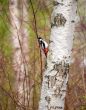 Woodpecker