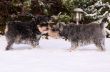 miniature schnauzers in snow