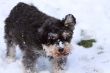 miniature schnauzer