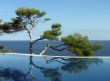 Pine-tree, pool and sea