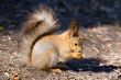 squirrel with sunflower seeds
