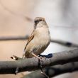 Sparrow on a tree
