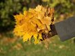 Dry autumn leafs