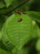 Ladybug on the green leaf