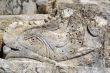 Stone fish